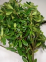 PITT- GREEN GROWER BUNCH 